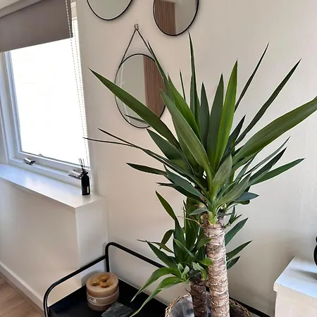 Qudi's Tiny House